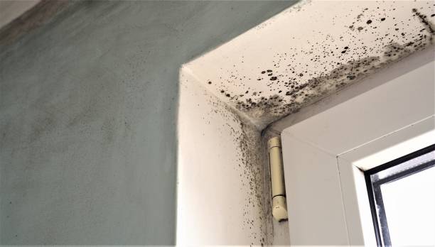 Best Mold Removal for HVAC Installations  in St Hedwig, TX