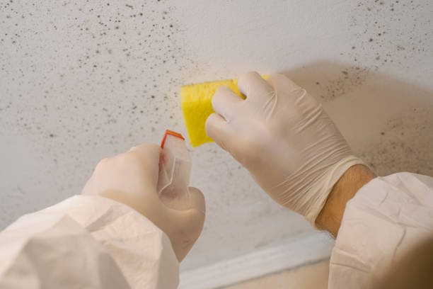 Mold Removal for HVAC Installations in St Hedwig, TX