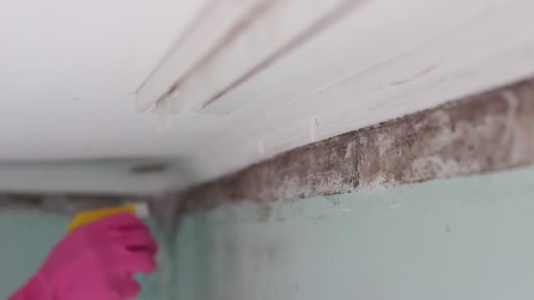 Trusted St Hedwig, TX Mold Removal Experts